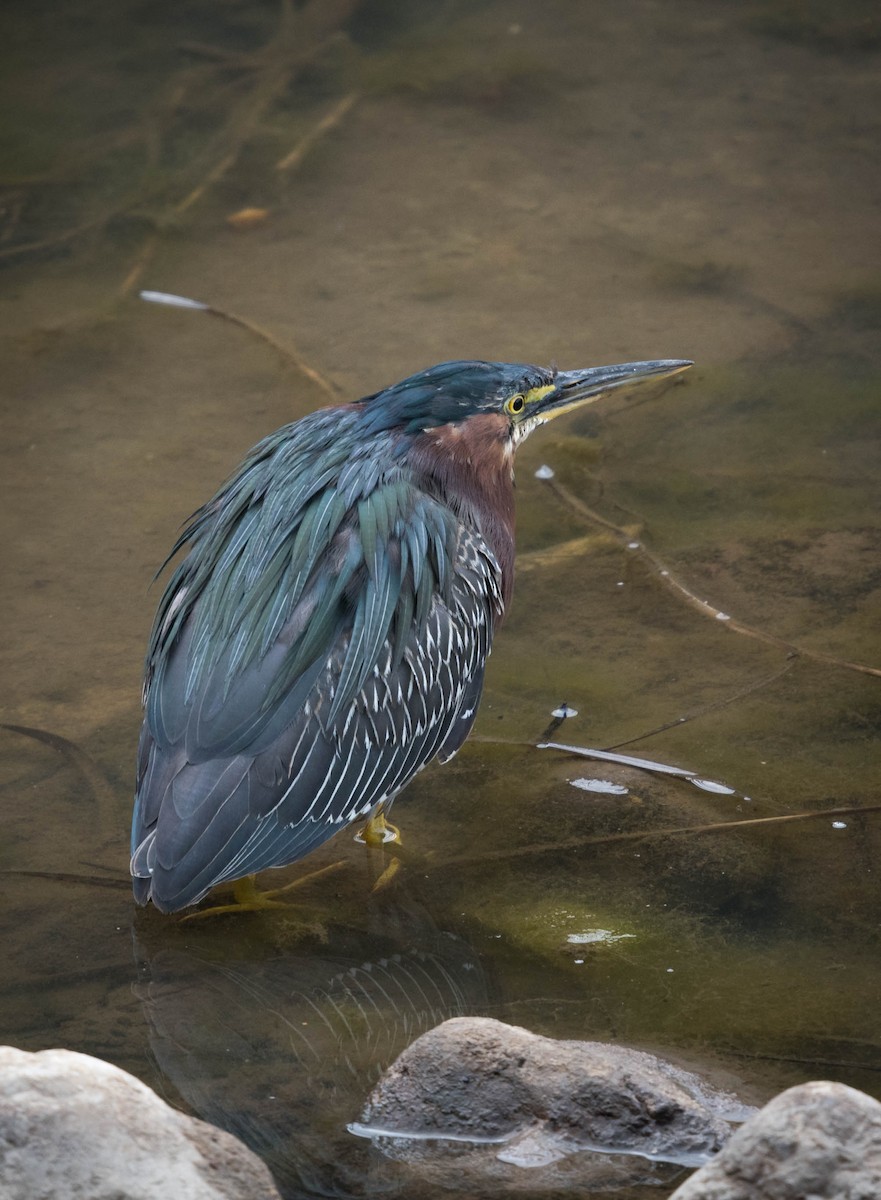 Green Heron - ML88122971