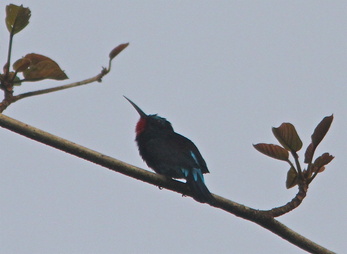 Black Bee-eater - ML88123491