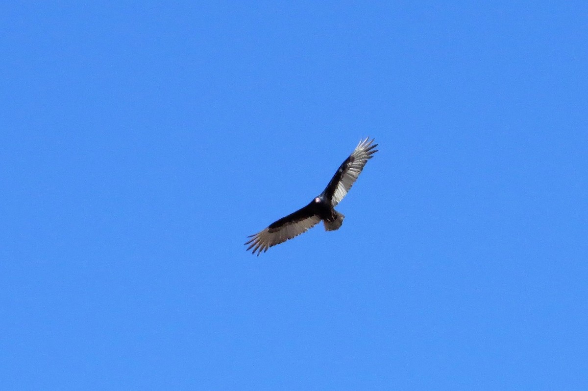 Turkey Vulture - ML88124251