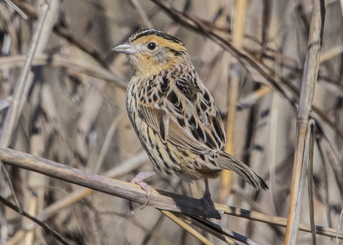 LeConte's Sparrow - ML88124451