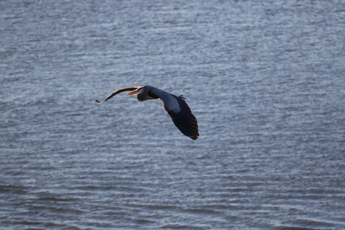 Great Blue Heron - Tammie Vied Smith