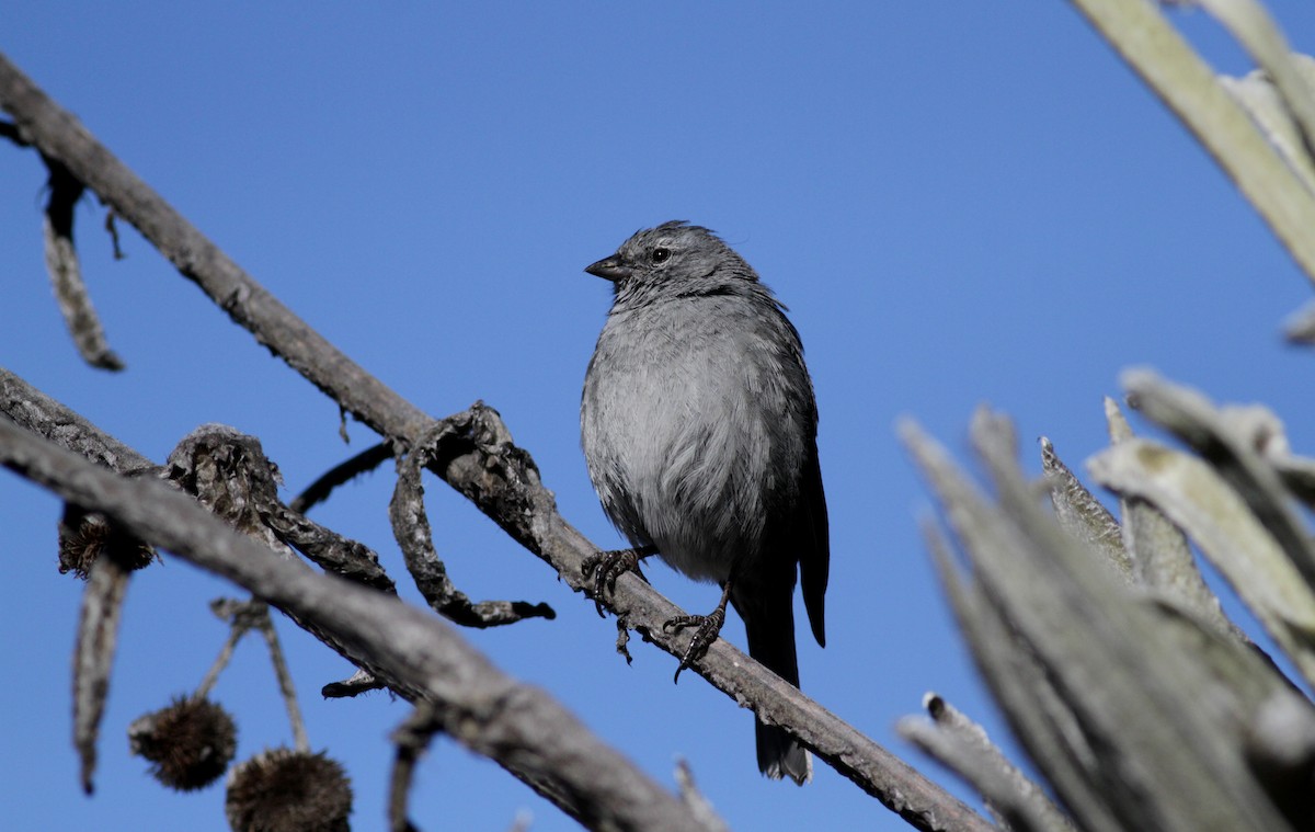 Plumbeous Sierra Finch - ML88125801