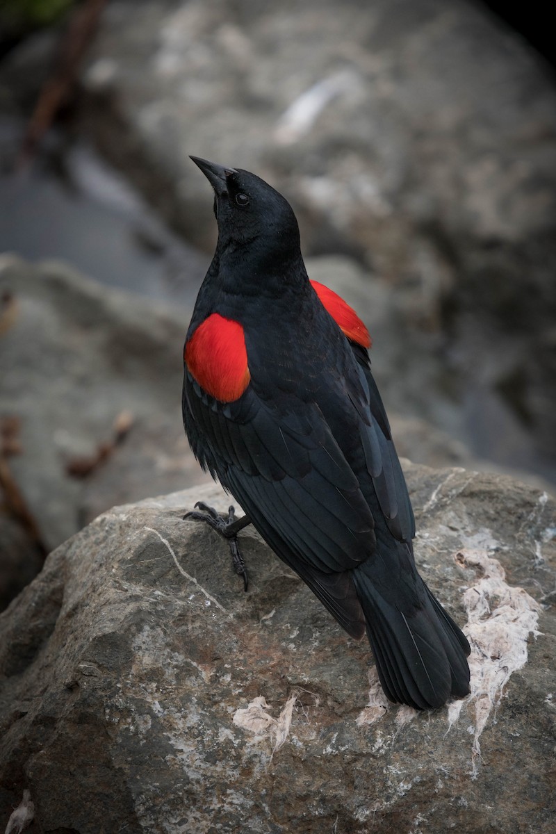 Red-winged Blackbird - Deb Ford