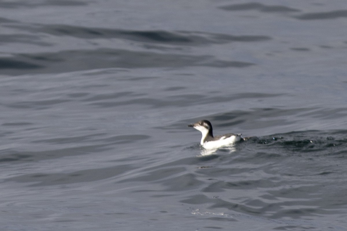 Common Murre - ML88127351