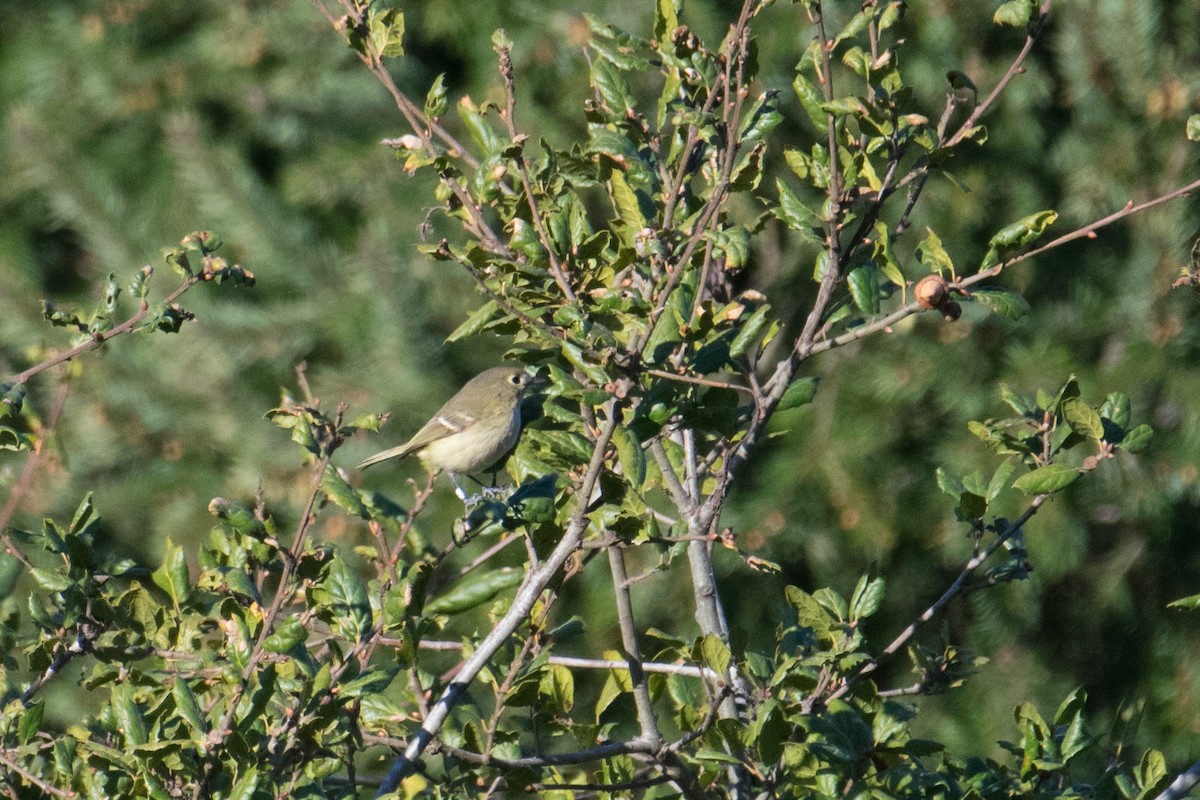 Hutton's Vireo - ML88128231