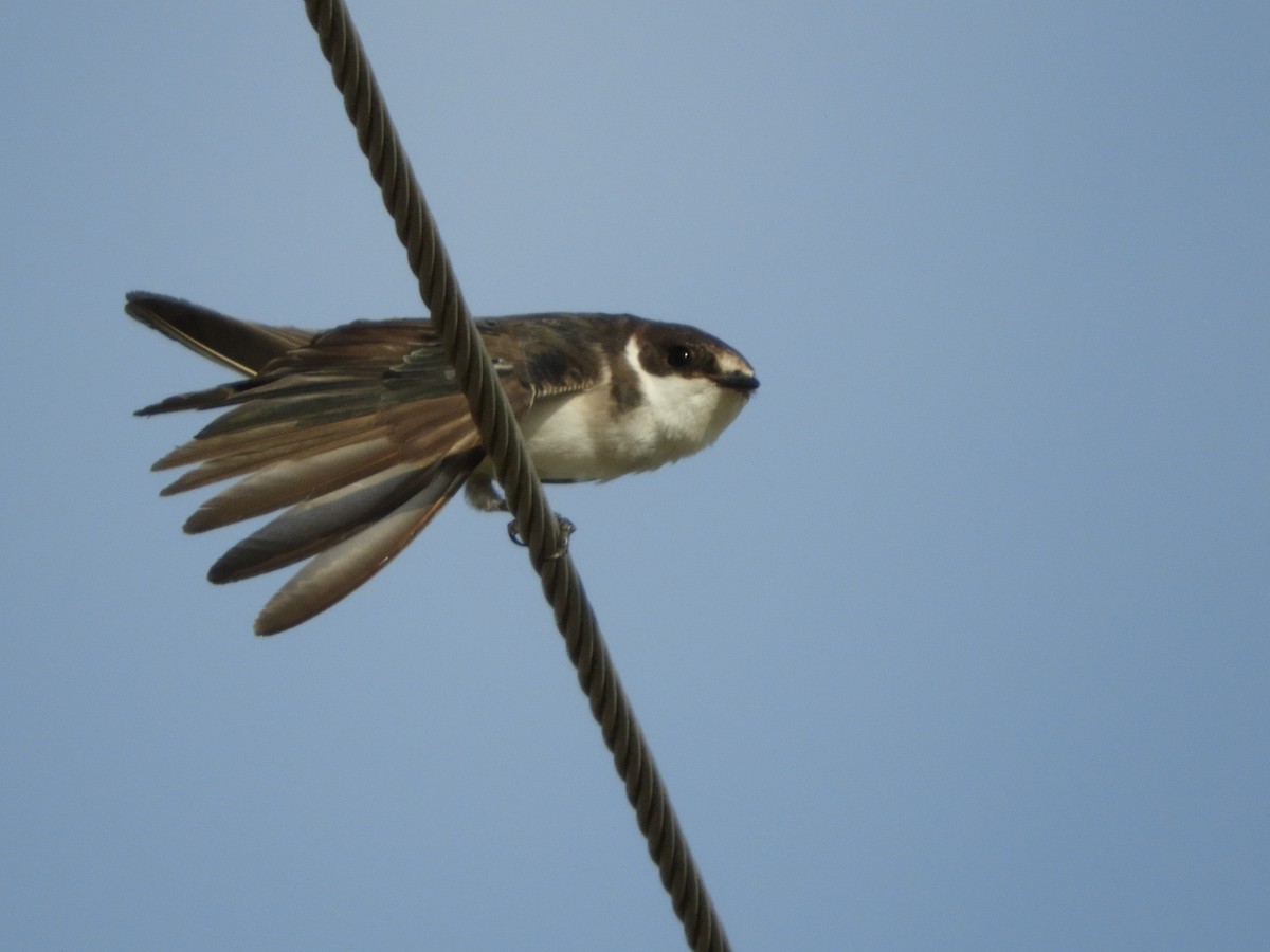 White-rumped Swallow - ML88128781