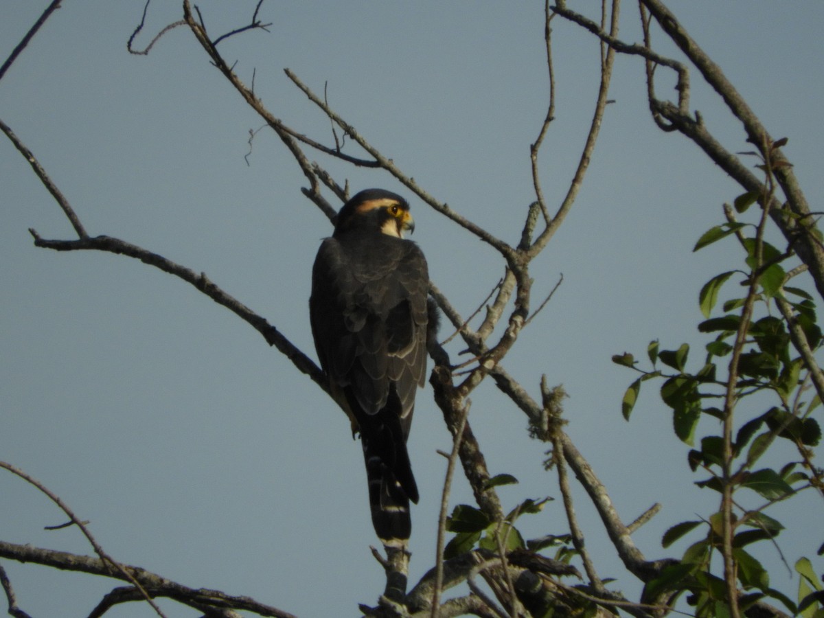 Aplomado Falcon - Silvia Enggist