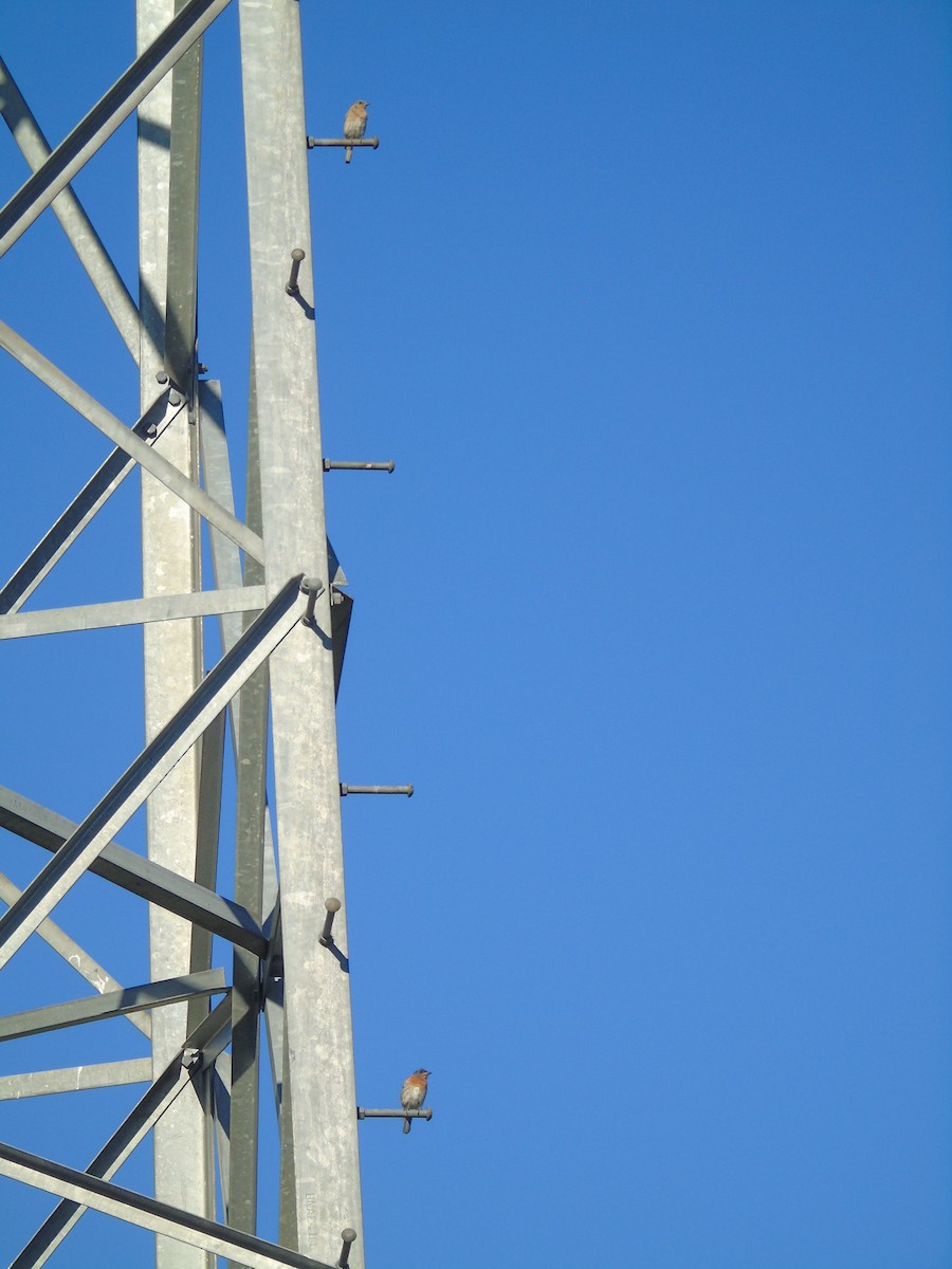 Eastern Bluebird - ML88128821