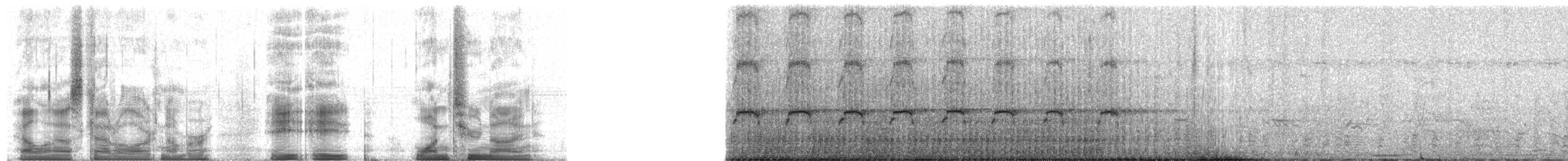 Schikrasperber - ML88129