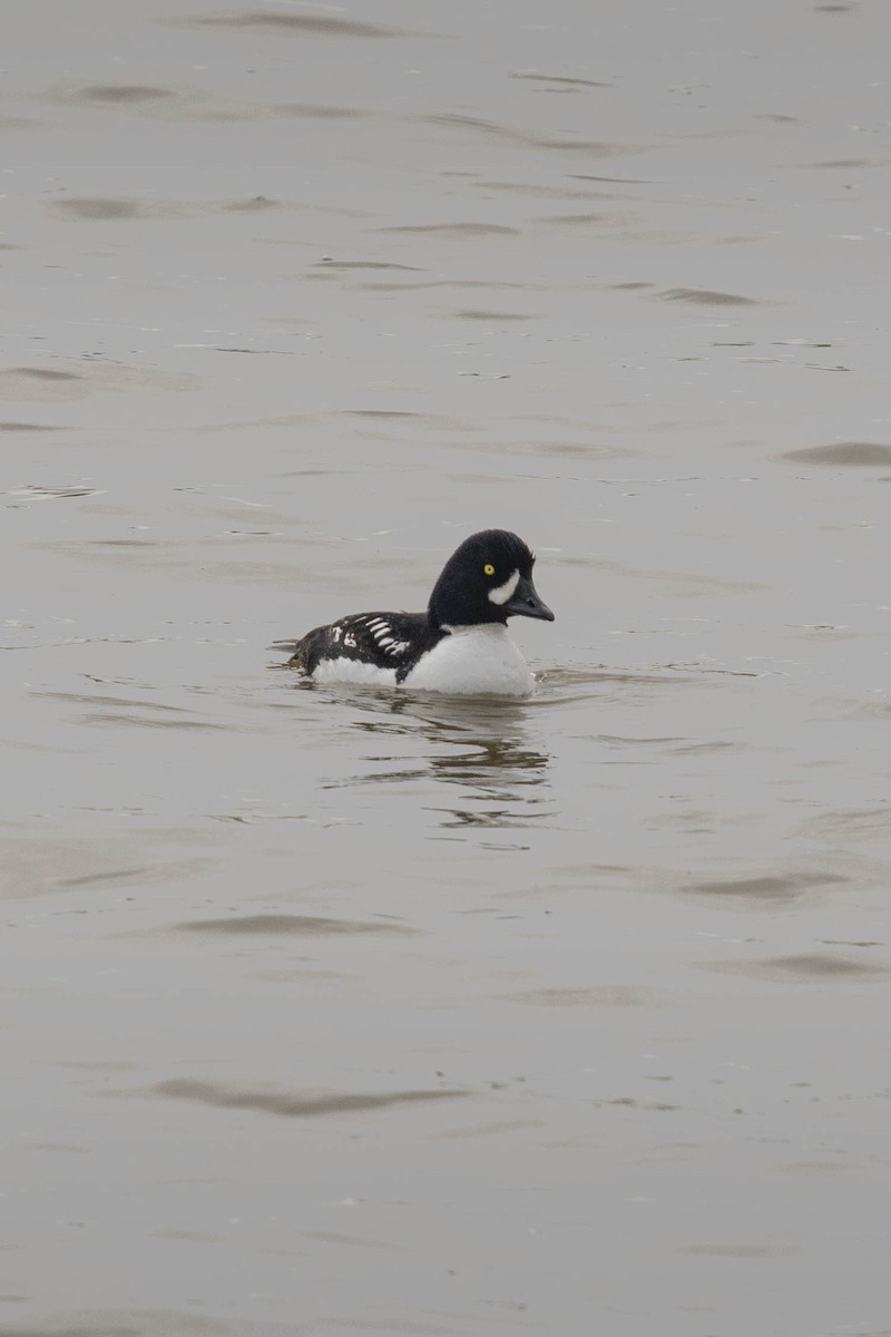 Barrow's Goldeneye - ML88129741