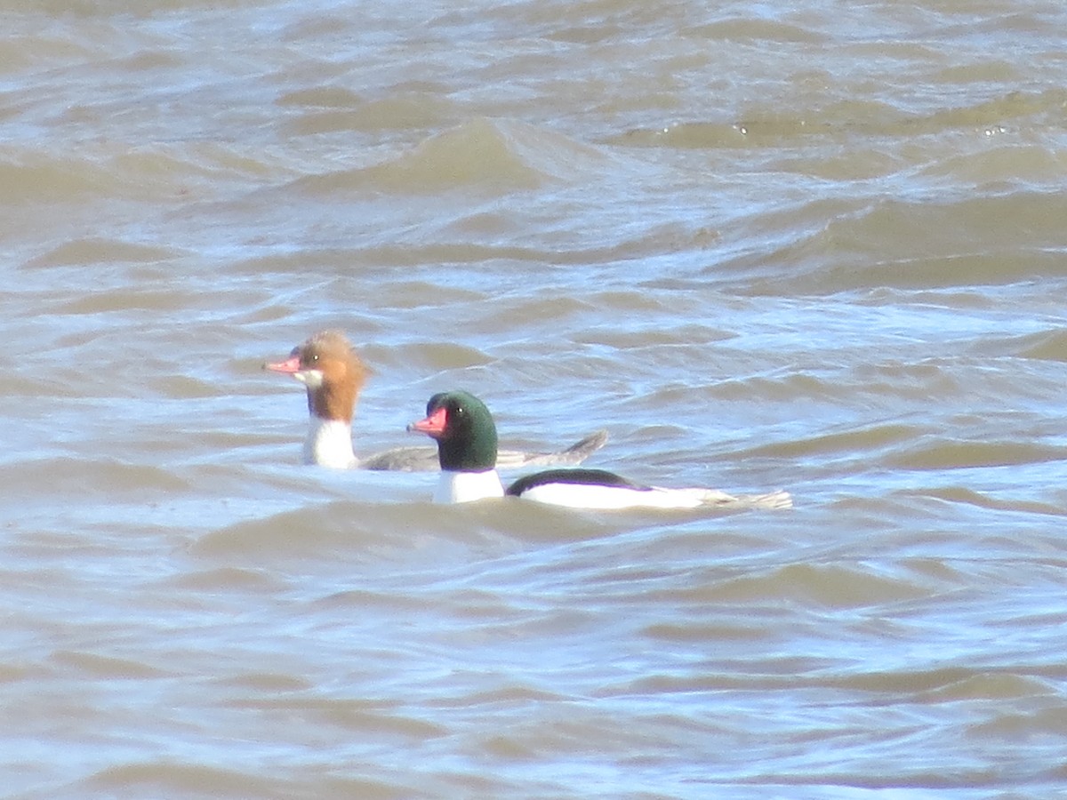 Common Merganser - ML88130841