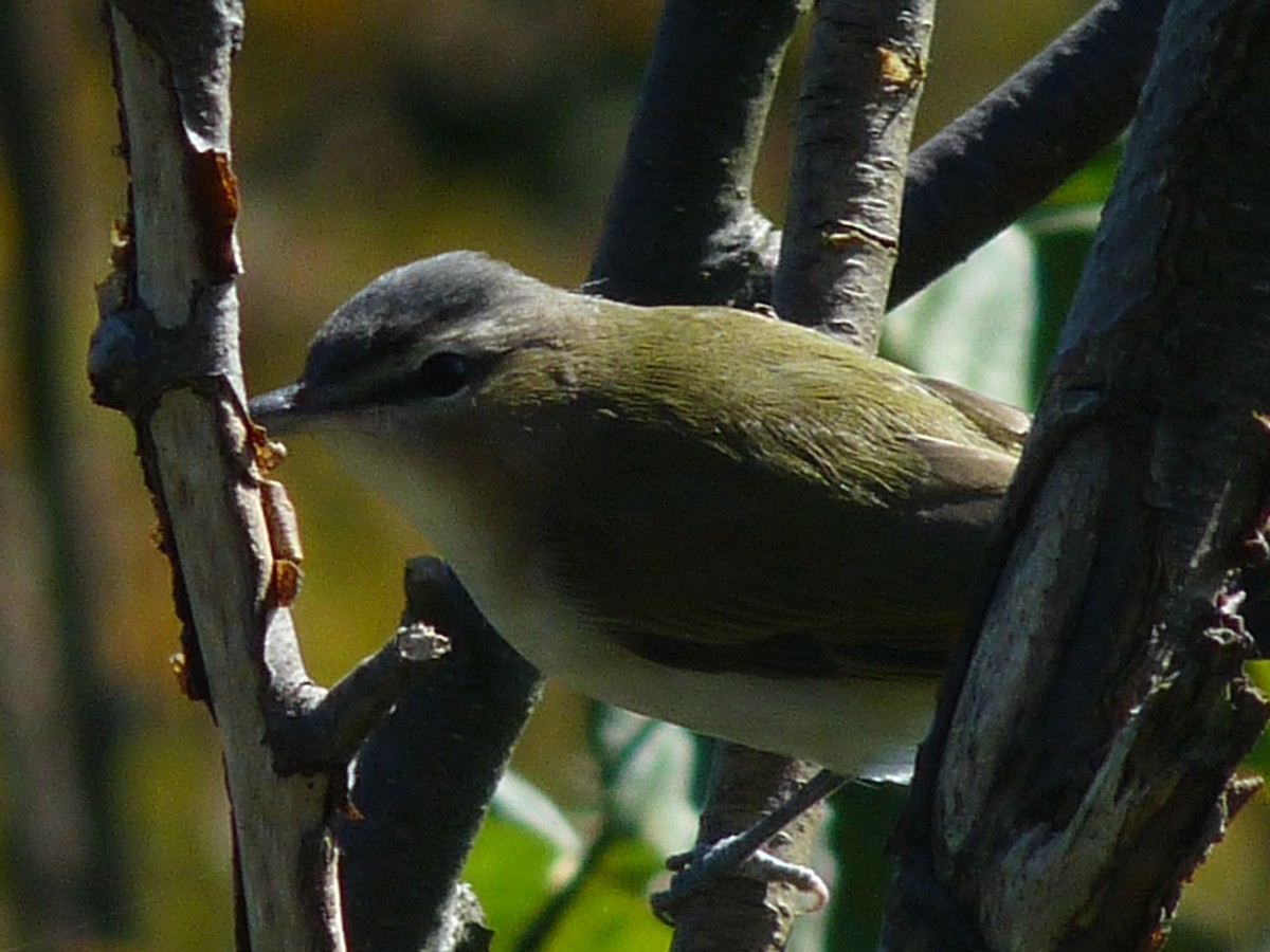 Red-eyed Vireo - ML88131411