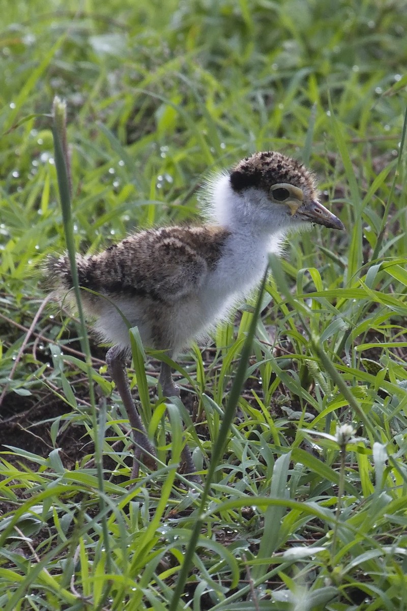 Masked Lapwing - Ed Pierce