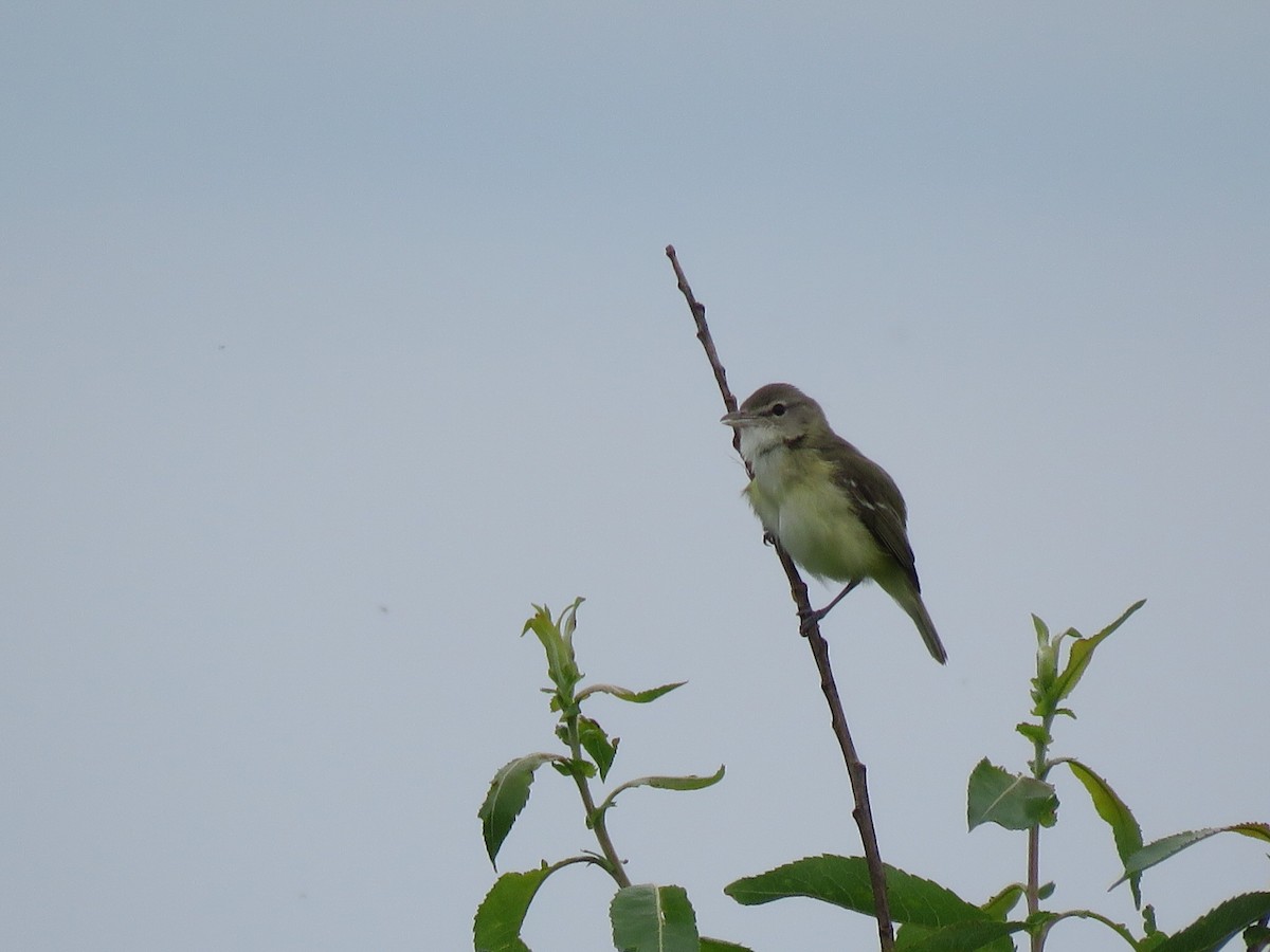 Bell's Vireo - ML88134691