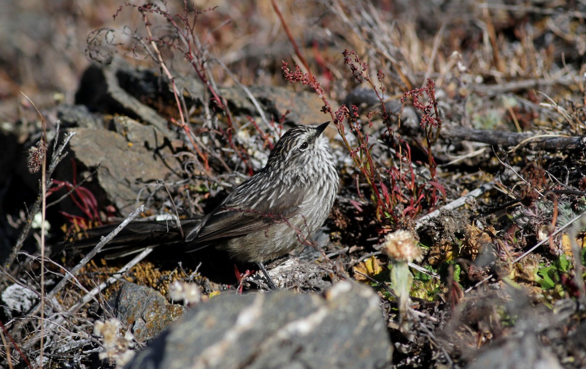 Andean Tit-Spinetail - ML88135121