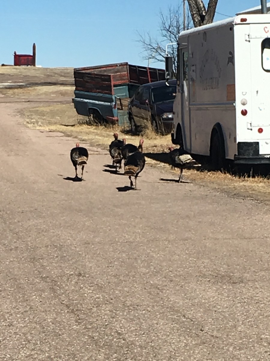 Wild Turkey - ML88135181