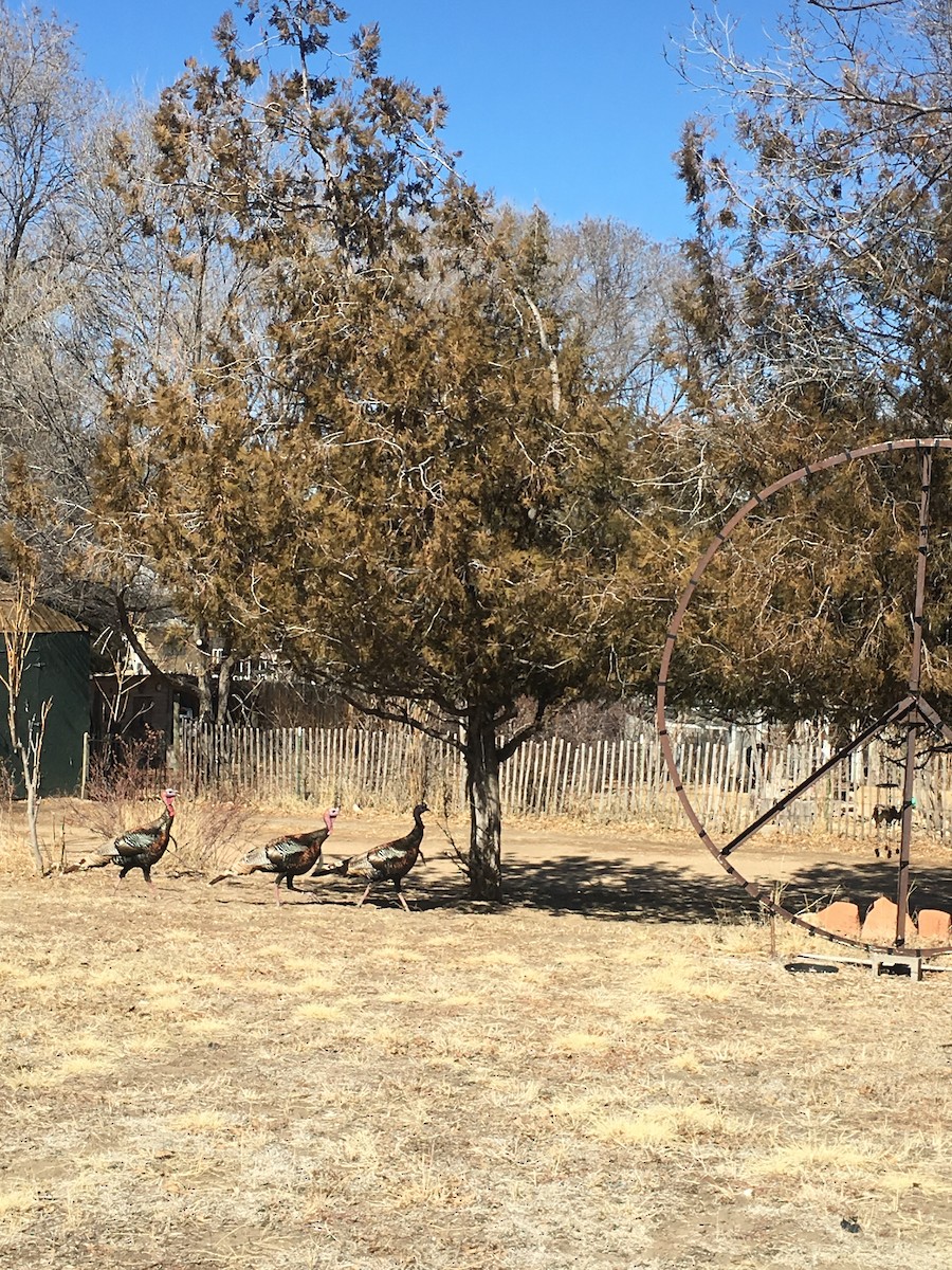 Wild Turkey - ML88135211