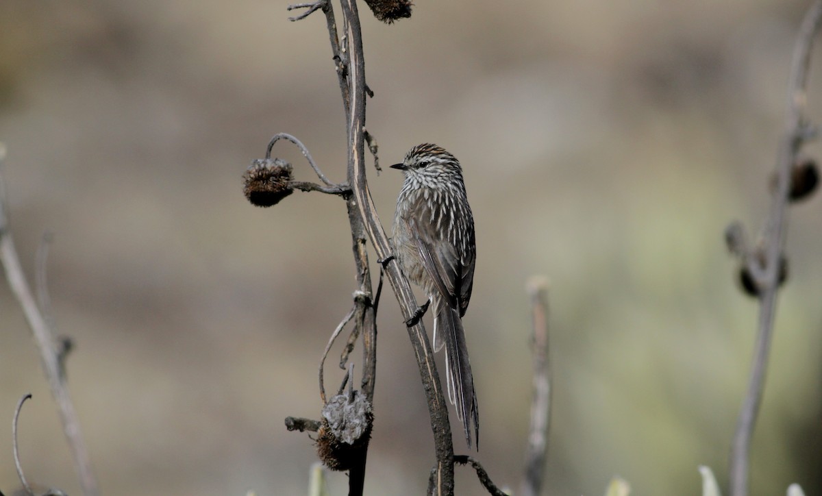 Andean Tit-Spinetail - ML88135421