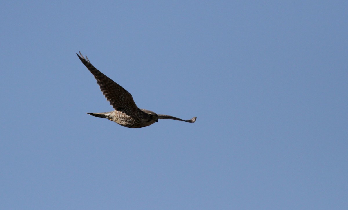 Підсоколик малий (підвид columbarius) - ML88138091