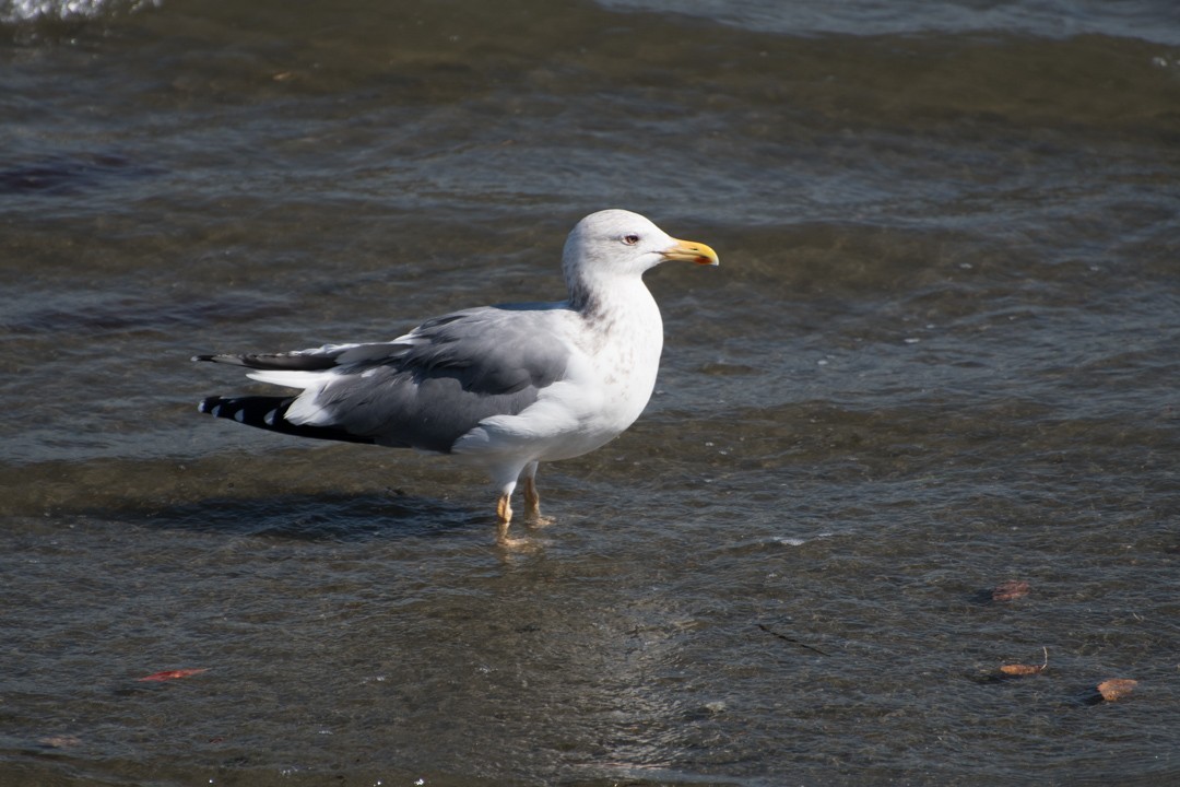 Lesser Black-backed Gull (taimyrensis) - ML88138231