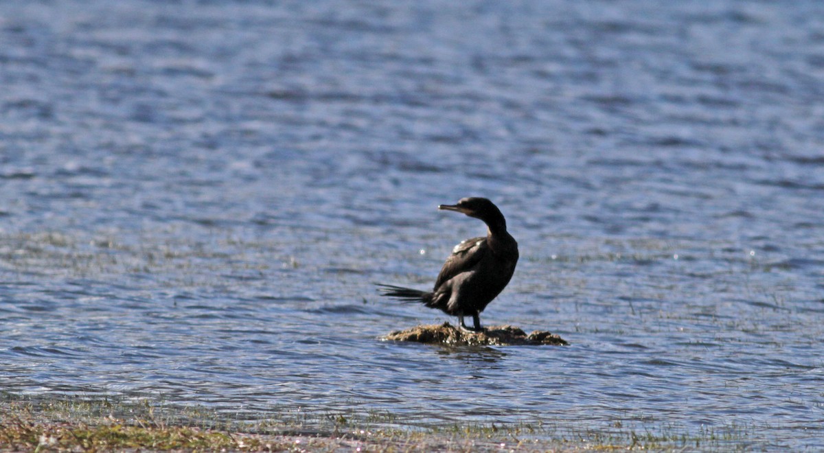 Neotropic Cormorant - Jay McGowan