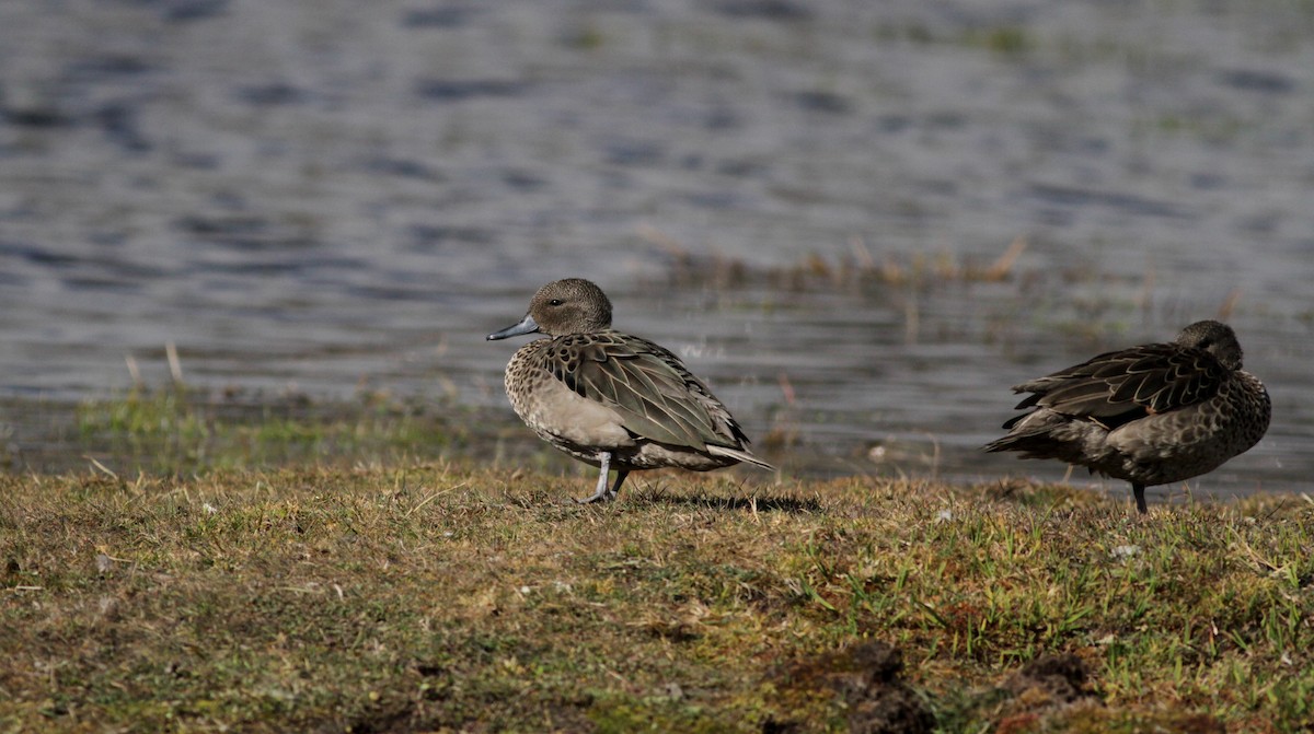 Andean Teal (Merida) - ML88138451