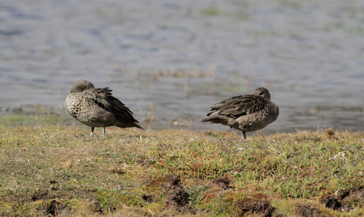 Andean Teal (Merida) - ML88138531