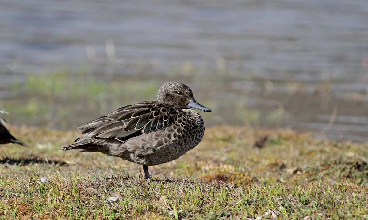 Andean Teal (Merida) - ML88138541