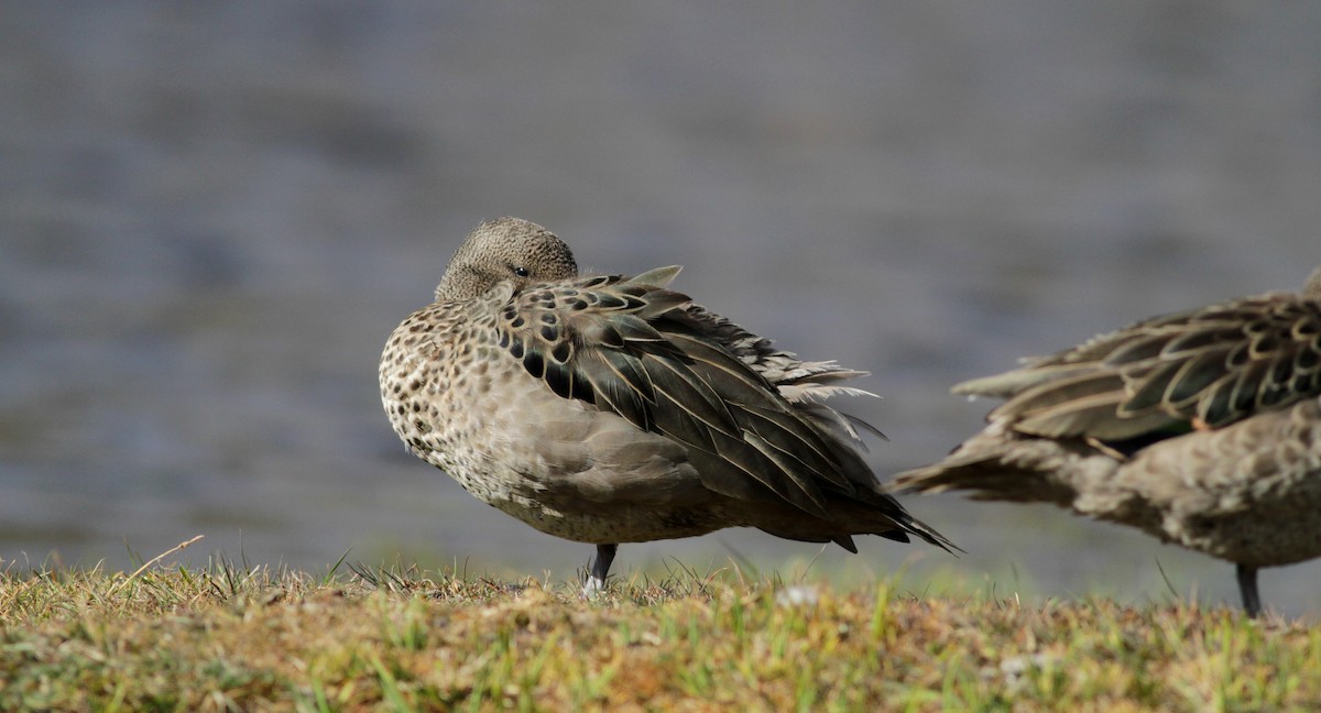 Andean Teal (Merida) - ML88138551