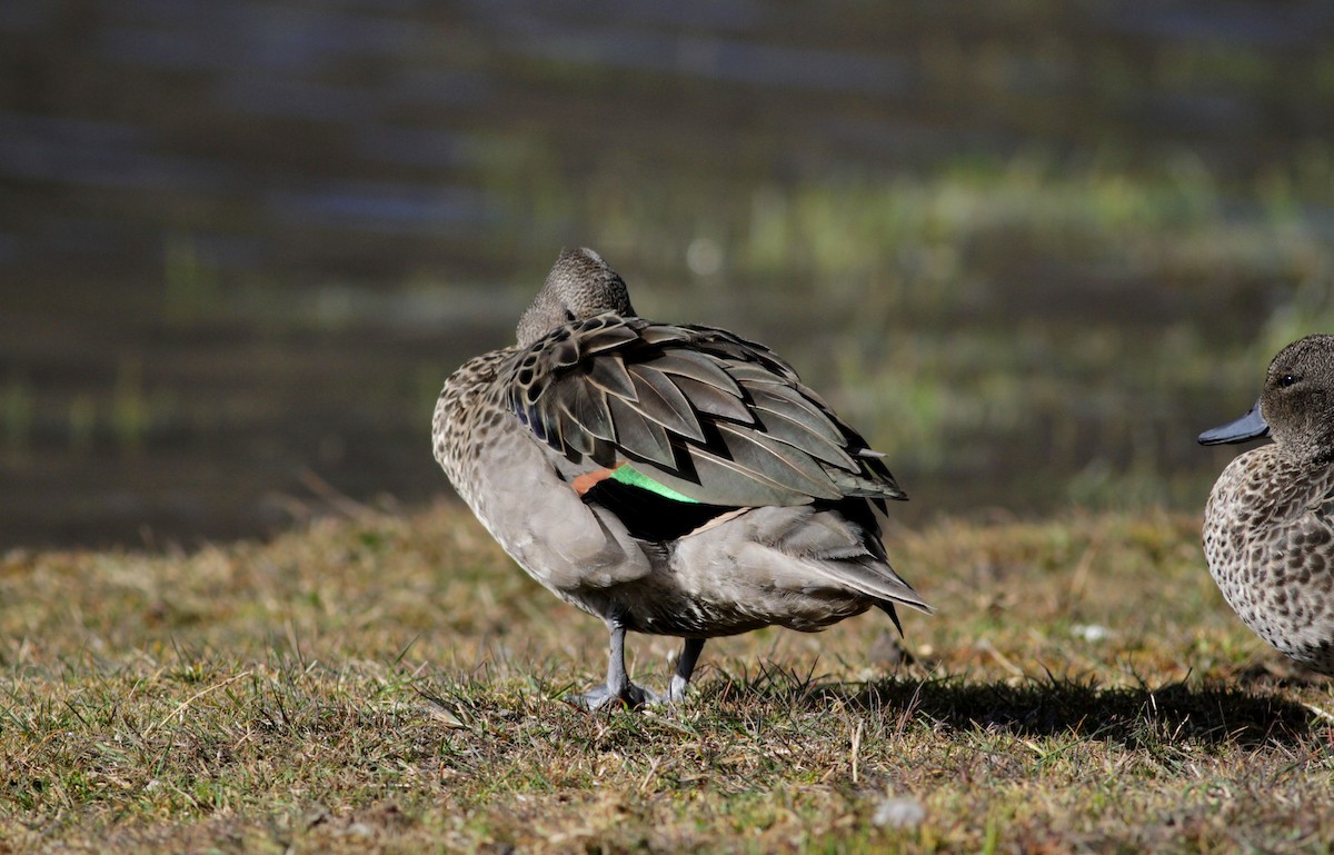 Andean Teal (Merida) - ML88138651