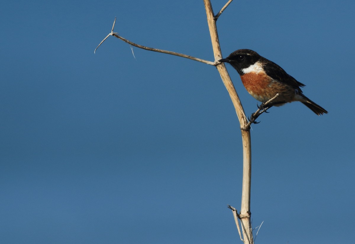 European Stonechat - ML88138661
