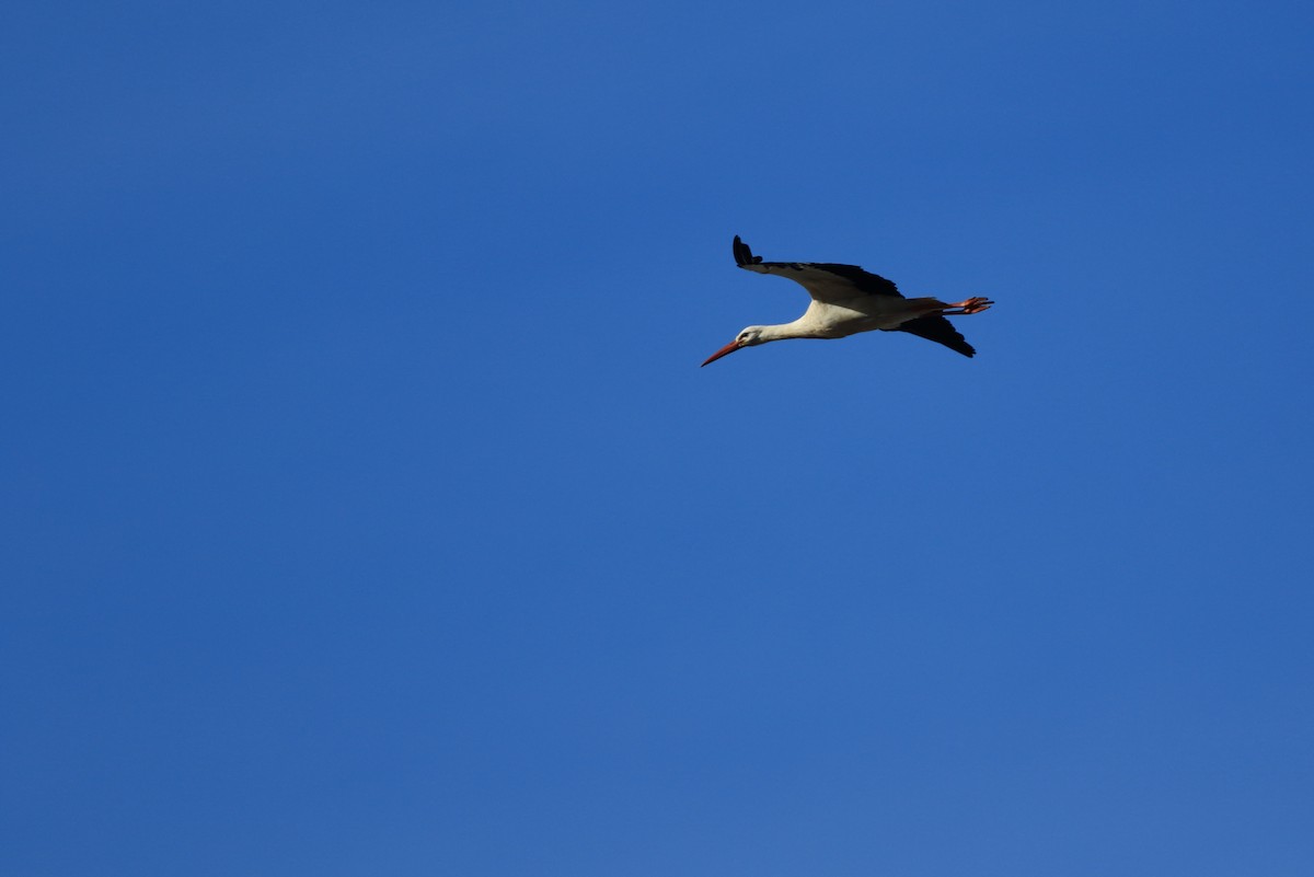 White Stork - ML88138741