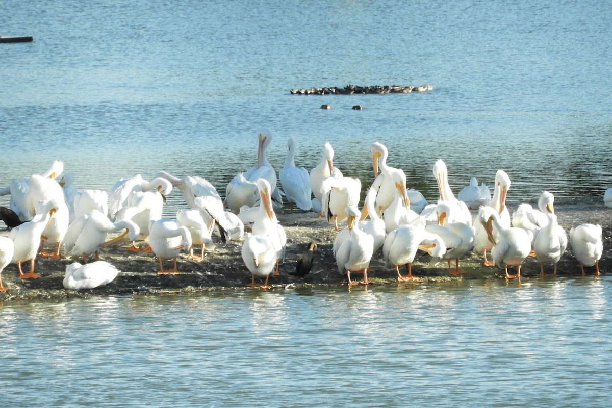 American White Pelican - alice horst