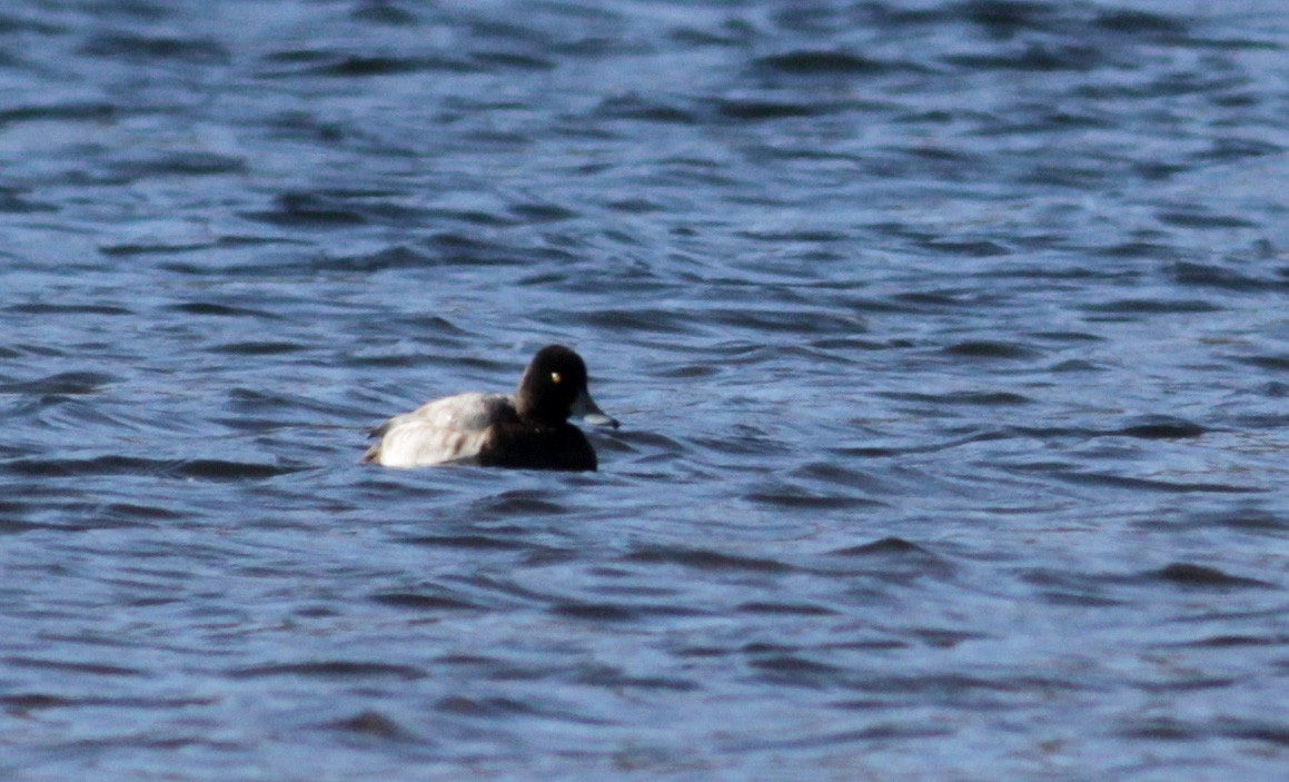 Lesser Scaup - ML88138991