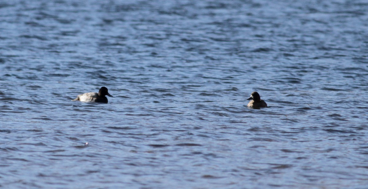 Lesser Scaup - ML88139001