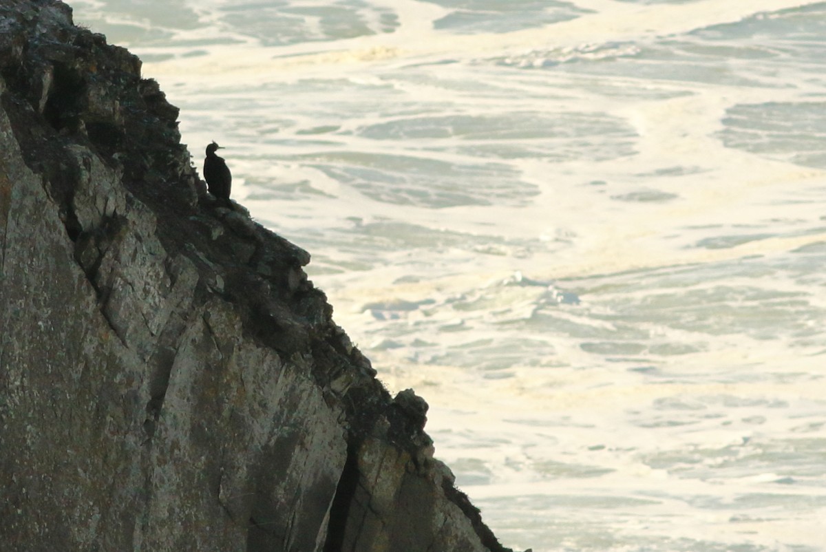 European Shag - ML88139011