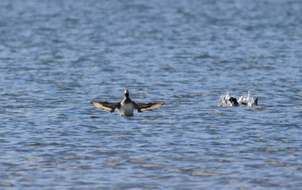 Lesser Scaup - ML88139111