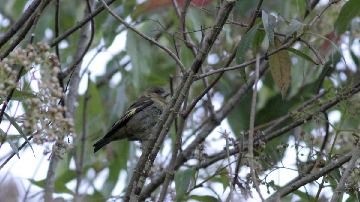 Andean Siskin - ML88139911