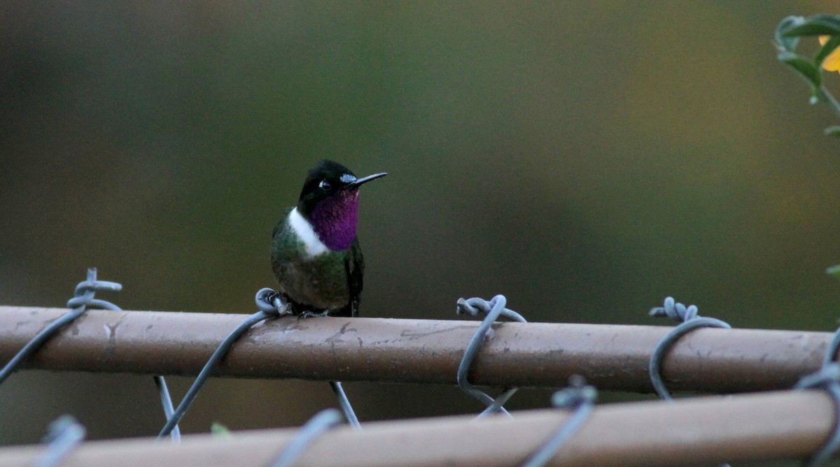 Colibrí Gorjiamatista (de Mérida) - ML88139951