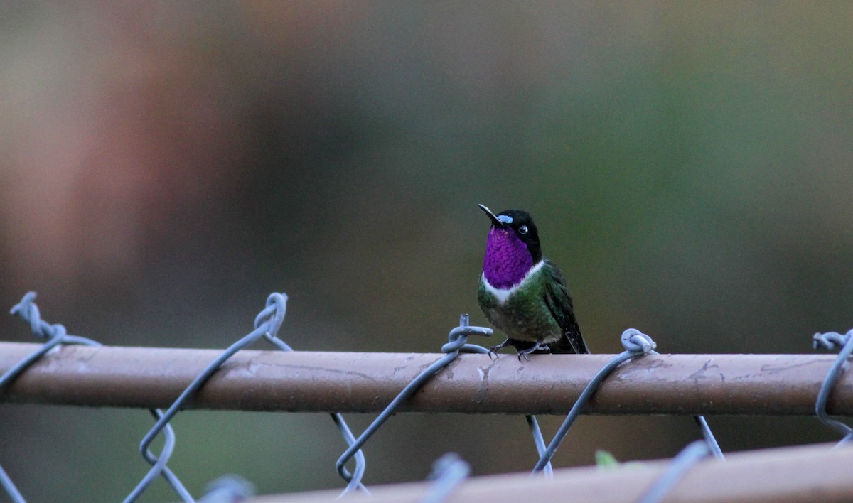 Colibrí Gorjiamatista (de Mérida) - ML88140101