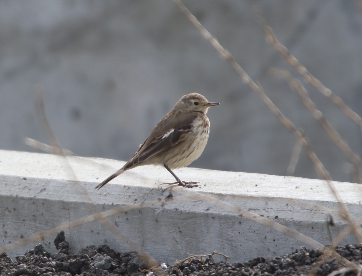 American Pipit - Pair of Wing-Nuts