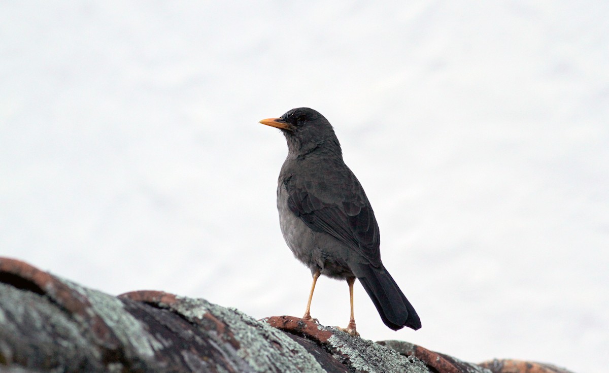 Great Thrush - ML88140301