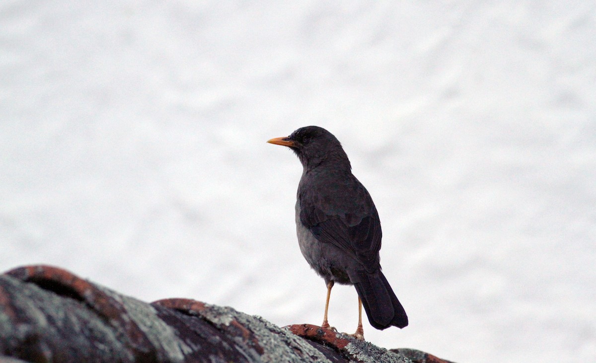 Great Thrush - ML88140331