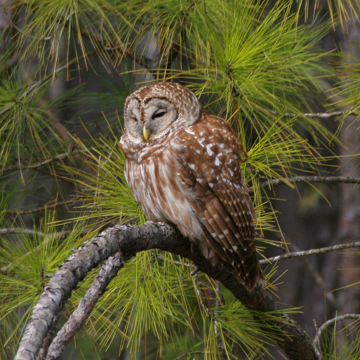 Barred Owl - ML88141051