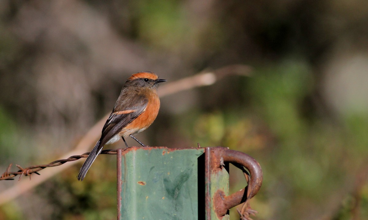 Rufous-browed Chat-Tyrant - Jay McGowan