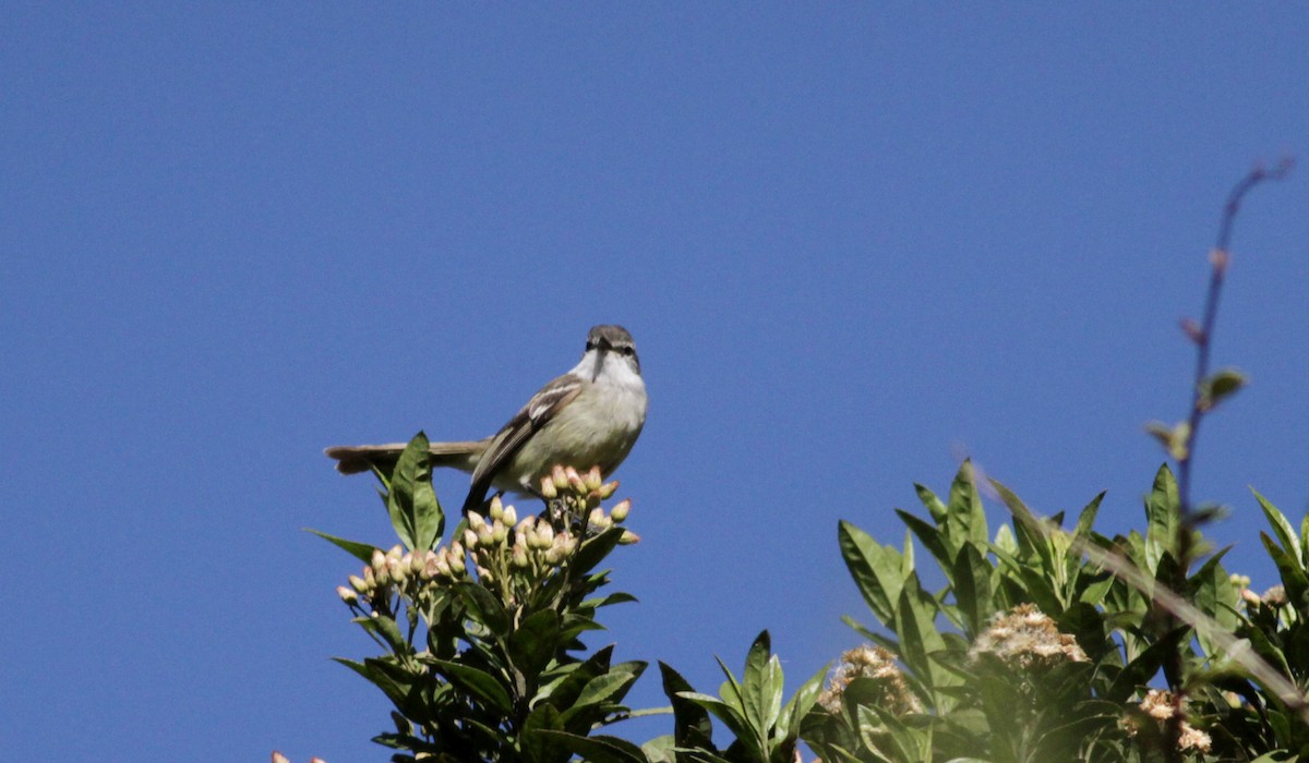 White-throated Tyrannulet - ML88141581