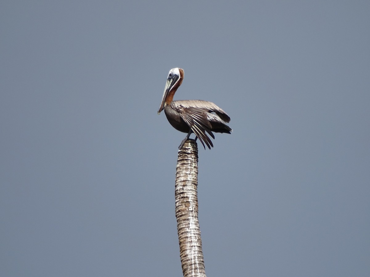 Brown Pelican - ML88144681