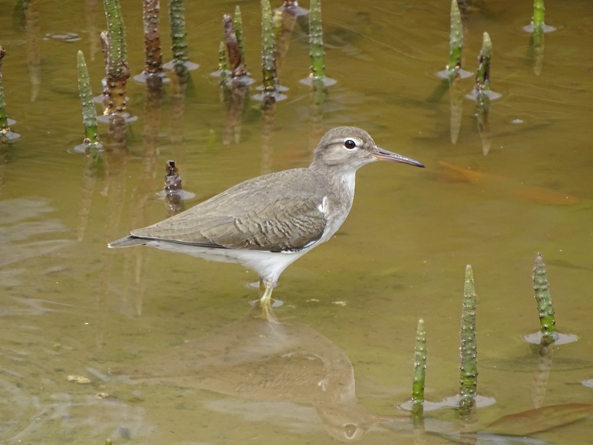 Spotted Sandpiper - Graham Sorenson