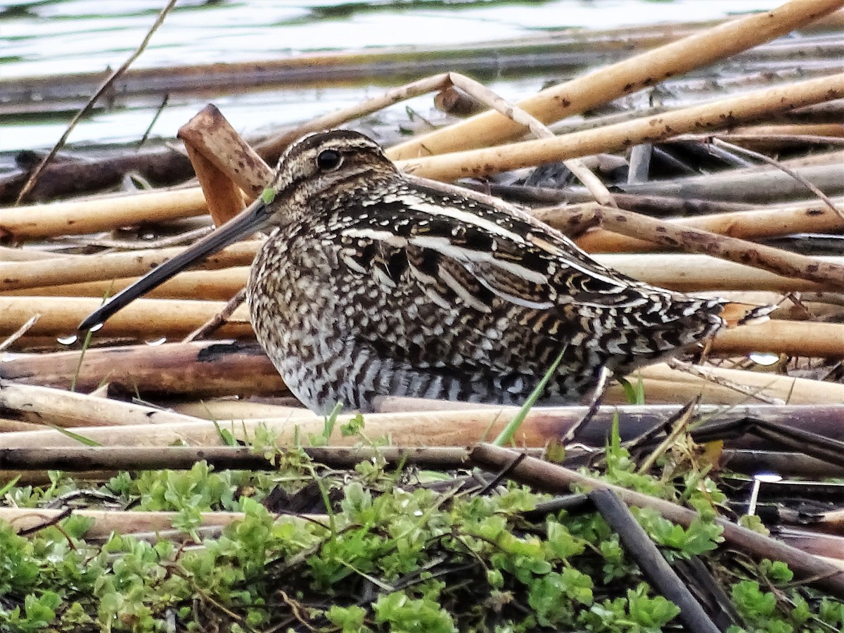 Wilson's Snipe - ML88146461