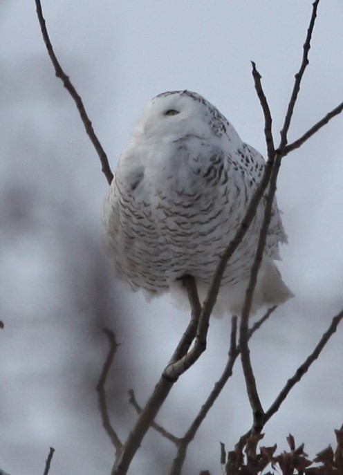 Snowy Owl - Irene Crosland